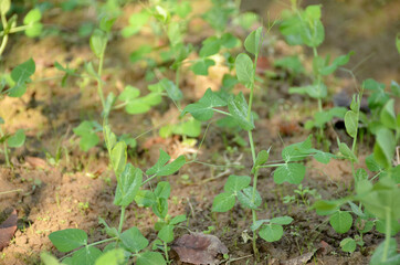 bunch the small ripe green peas plant seedlings in the garden.