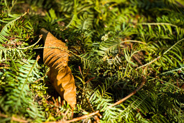 Autumnd and fall leaf on the land in park