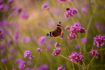 Butterfly on purple flowers Verbena bonariensis. Selective focus, shallow depth of field, blurred background