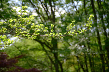 芽吹いたムクノキの新芽の枝