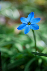 青い花韮の花