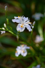 可憐な薄紫のシャガの花