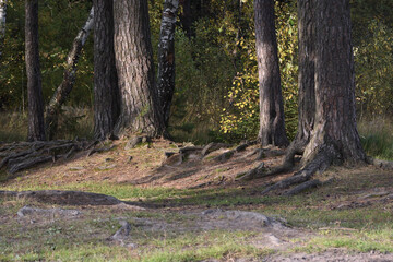 forest in autumn