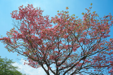 青空によく似合う赤いはなみずき