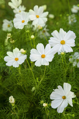 Obraz premium Cosmos bipinnatus white flowers blooming on a clear day. Soft selective focus