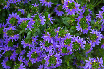 Fototapeta premium Blue fan flower scaevola aemula. 