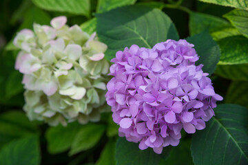 Flowering white and purple hydrangea. Selective focus