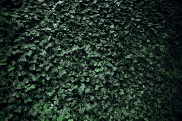 Dark green leaf background for edit and design usage