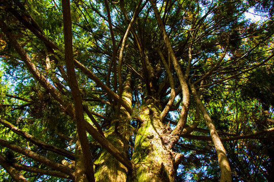 Cryptomeria Japonica Taxodiaceae Pine Tree