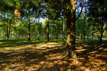 Old big trees forest in the park, Botanic garden in Georgia