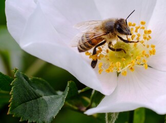 bee on a flower