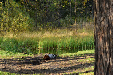 old log in the forest