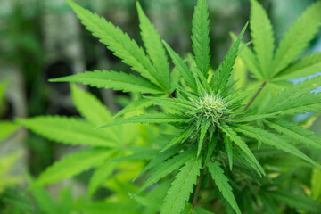 Marijuana, hemp grows. Selective focus blurred background.