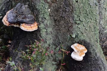 mushroom on a tree