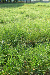 Obraz premium 公園の芝生