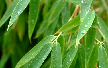 Bambus, Bamboo, Natur, Nature