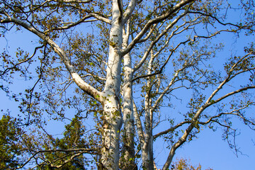 Plane tree close-up on the blue sky,