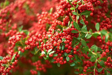 真っ赤に色づき、たわわに実ったﾋﾟﾗｶﾝｻｽ
