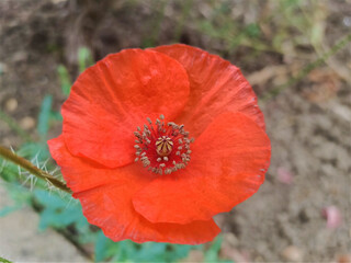 red poppy flower