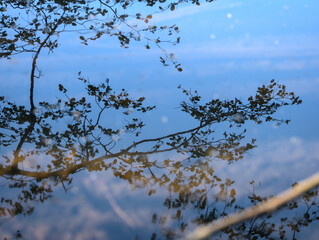 reflet dans un étang
