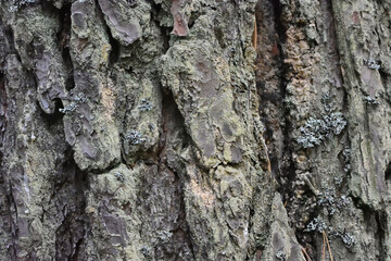 bark of a tree