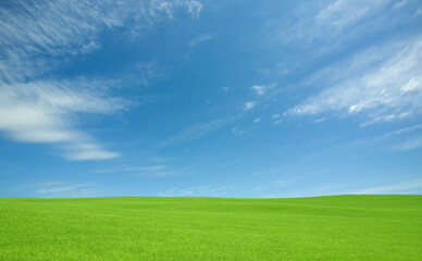 Fototapeta premium 緑の草原と雲