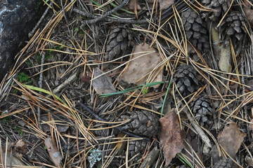 cones on the ground