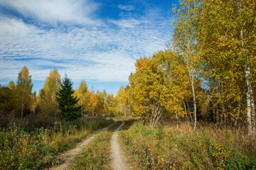 Forest with birch trees and a road in autumn with yellow leaves. Landscape, nature on a clear sunny day.
