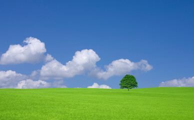 Fototapeta premium 草原の一本木と雲