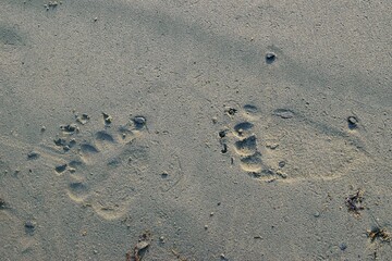 Fototapeta na wymiar Fresh prints of bear paws in sand. Okhotsk sea coast. Khabarovsk region, far East, Russia.