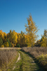 Birch tree in autumn with yellow leaves. Landscape, nature on a clear sunny day.