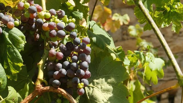 Ripe, purple grapes hangimg from vine in sunshine.