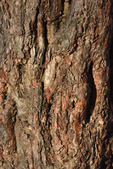 bark of a tree