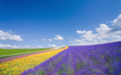 ラベンダー畑と雲