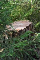 old log in the forest