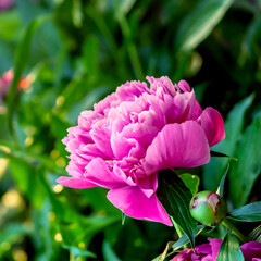 Chinese peony. Beautiful flower background with a large pink peony Bud. Growing peonies in the garden.