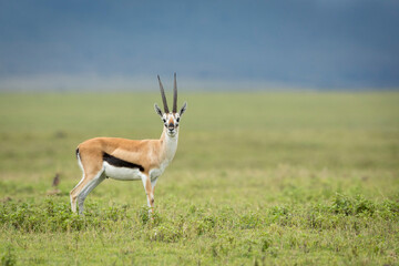 Naklejka na ściany i meble Thompson's gazelle standing on green grass in Ngorongoro Crater in Tanzania