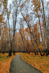 A footpath in an autumn park with birches and fallen yellow foliage.