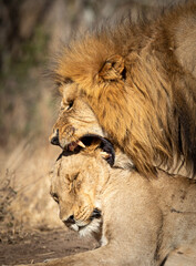 Vertical portrait of mating lions in Kruger Park in South Africa