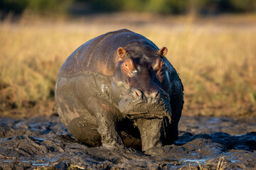Massive hippo sitting in mud in morning sunlight in Chobe River in Botswana