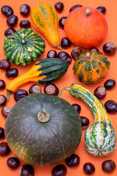 Flat lay autumn composition of various decorative pumpkins and chestnuts on orange background (Vertical photo, Focus stackin)