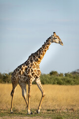 Adult male giraffe covered in ox peckers walking in late afternoon in Savuti in Botswana