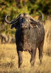 Fototapeta na wymiar Vertical portrait of a male buffalo looking straight at the camera in Moremi Reserve in Botswana