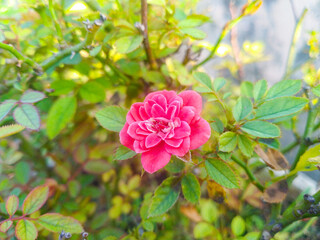 Obraz premium Pink Rose flower