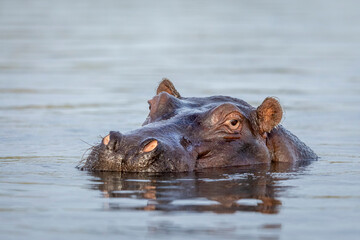 Portrait of an adult hippo in water in Chobe River in Botswana