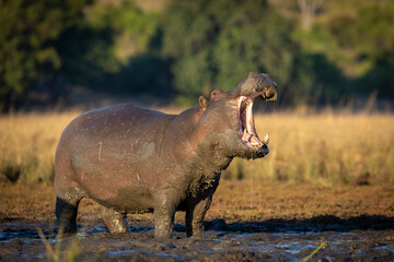 Large adult hippo covered in mud yawning with mouth open in Chobe River in Botswana
