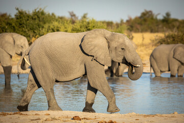 Elephant female drinking water while walking in afternoon sunlight in Savuti in Botswana