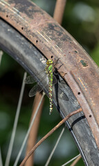 Dragonfly on an old bicycle