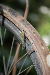 Dragonfly on an old bicycle