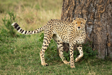 Adult cheetah standing looking alert next to a big tree in Masai Mara in Kenya
